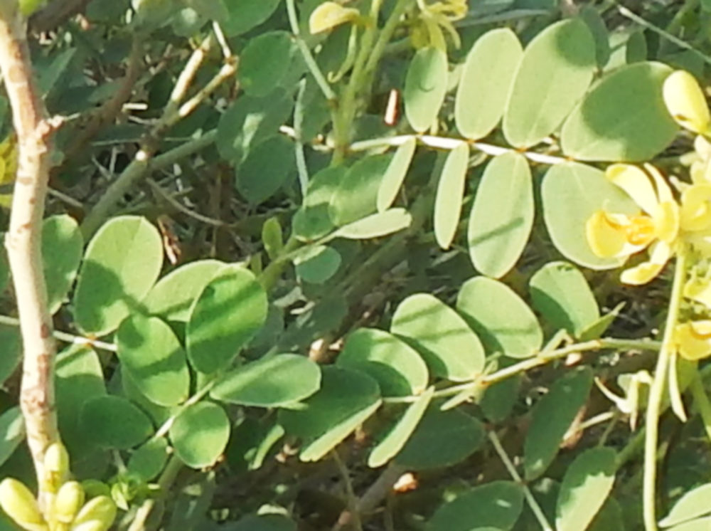 dall''Etiopia: Senna sp. (Fabaceae)